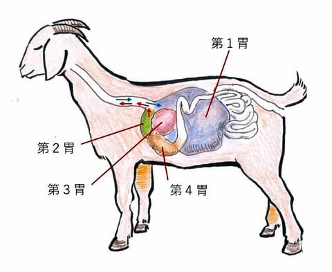 農園りすとらんて Herberry ハーベリー 3 栄養管理 粗飼料が中心 濃厚飼料は控えめに というのはどういうことですか